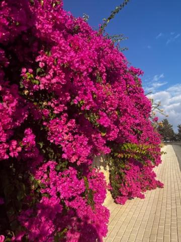 2 Palaepaphos Gardens Apartman Kúklia Kültér fotó